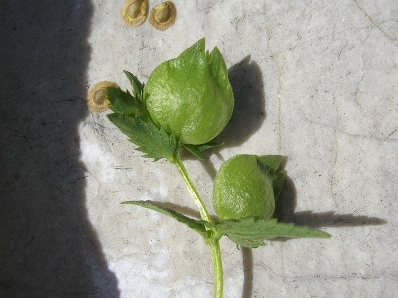 Bartsia? - no, Rhinanthus sp.